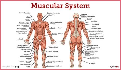 Exploring The World Of The Muscular Femboy